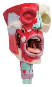 鼻、口、咽喉腔分解模型